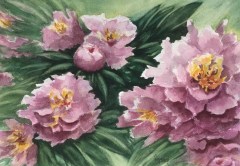 Pivoines